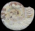 2" Perisphinctes Ammonites Fossils - Madagascar - Photo 3